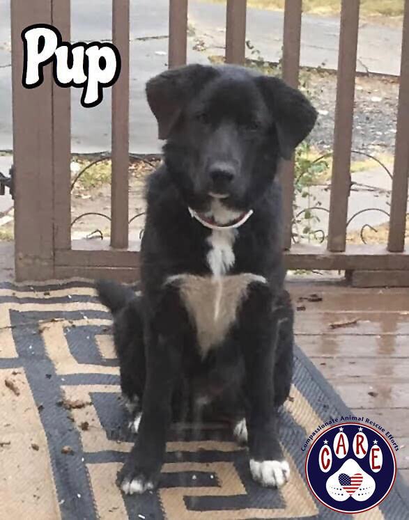 Pup